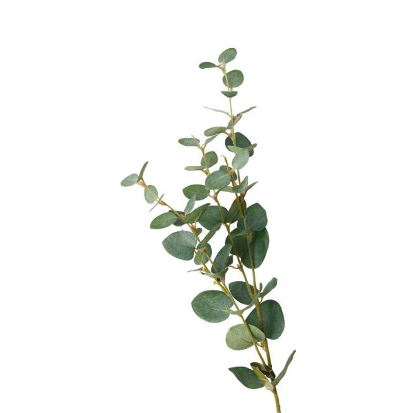 Silver Dollar Eucalyptus Stem Natural Green - 80cm