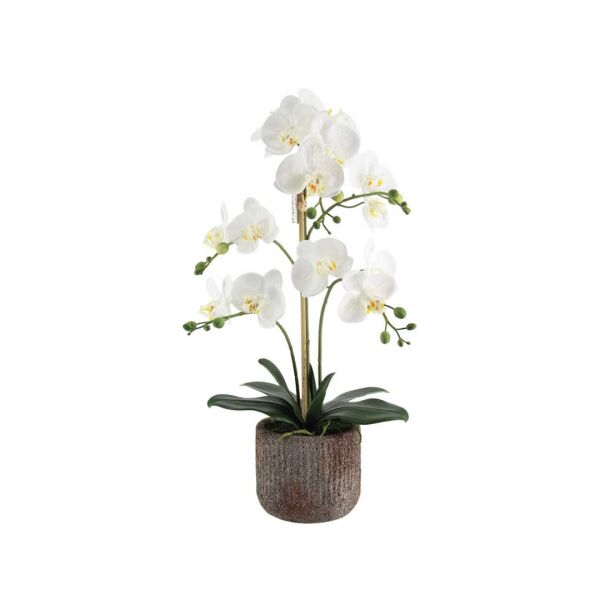 Phalaenopsis Orchid Arrangement with Rustic Pot - White 61cm
