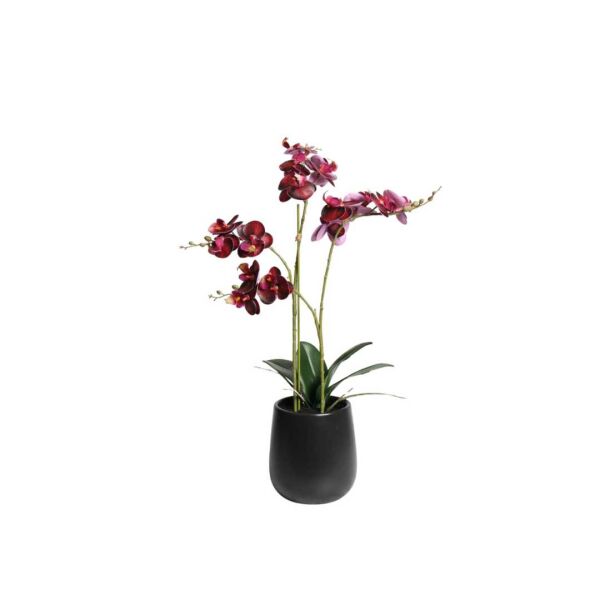 Deep Burgundy Phalaenopsis Orchid in Black Ceramic Pot &ndash; 48cm
