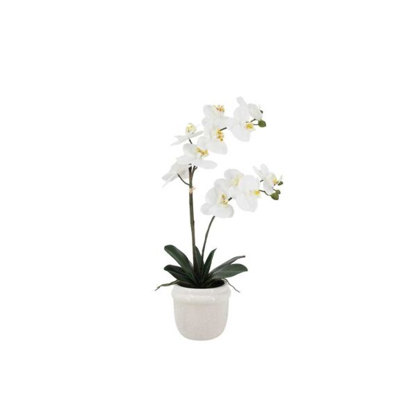 White Phalaenopsis Orchid in Ceramic Pot &ndash; 58cm